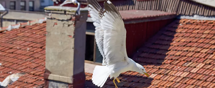 Residential Chimney Animal Removal Solution in Northglenn, CO