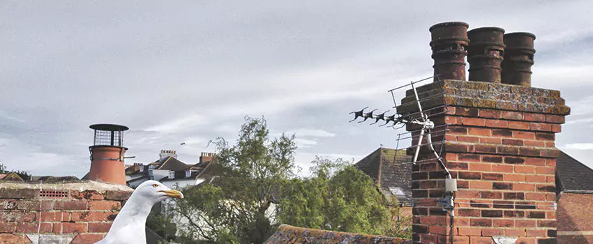 Chimney Cleaning And Restoration in Northglenn, Colorado